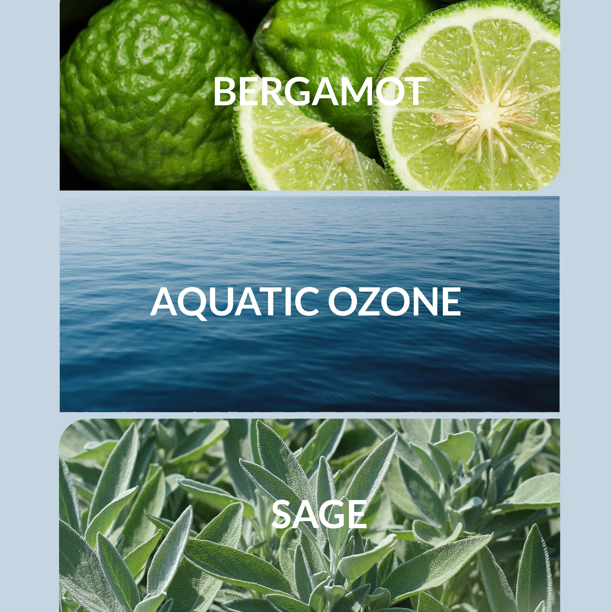 Ocean Eyes - Image 2